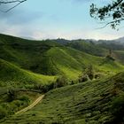 Teeplantagen in den Cameron Highlands in Malaysia