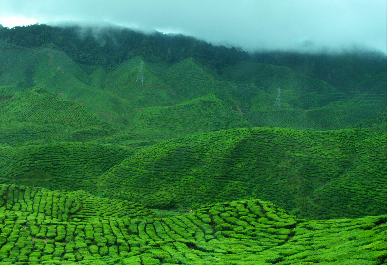 Teeplantagen in den Cameron Highlands - Malaysia