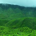 Teeplantagen in den Cameron Highlands - Malaysia