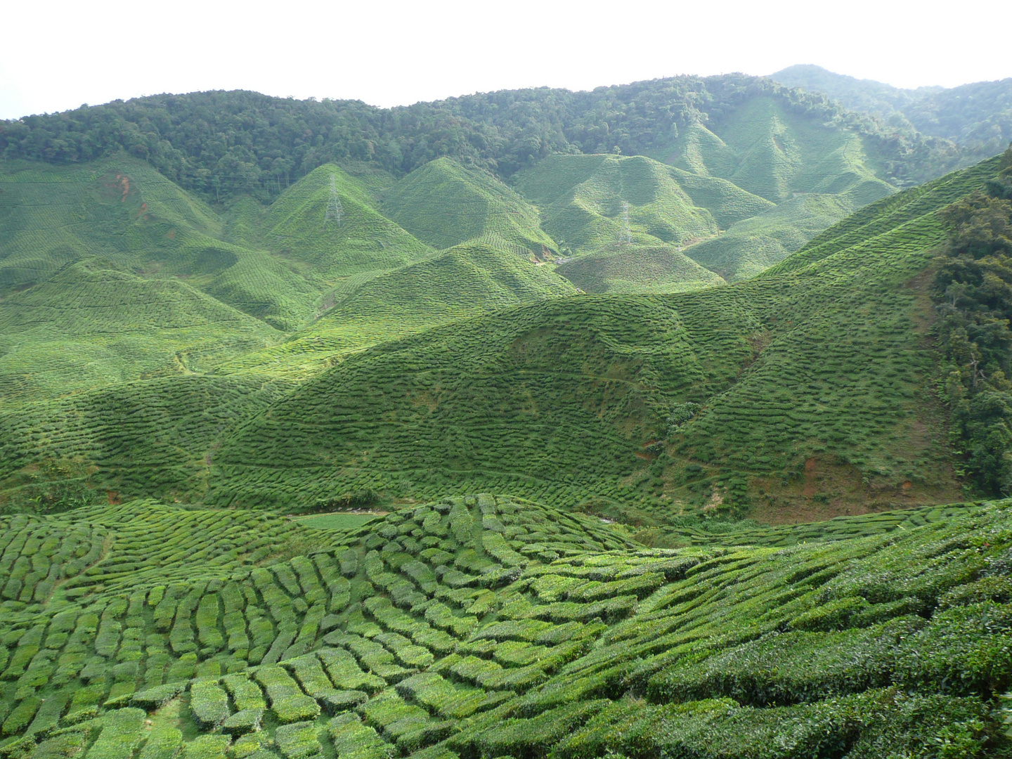 Teeplantagen in den Cameron Highlands / Malaysia