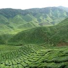 Teeplantagen in den Cameron Highlands / Malaysia