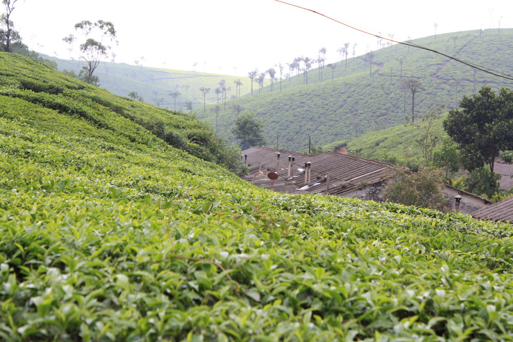 Teeplantagen in Indiens Bergregion