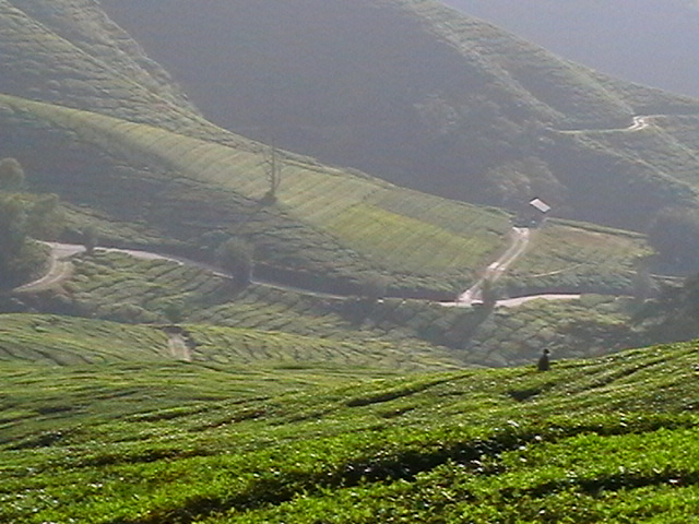 Teeplantagen in Malaysia 2010