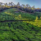 Teeplantagen in Munnar