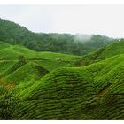 Teeplantagen Malaysia