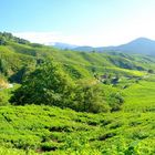 Teeplantagen, Malaysia Cameron Highlands