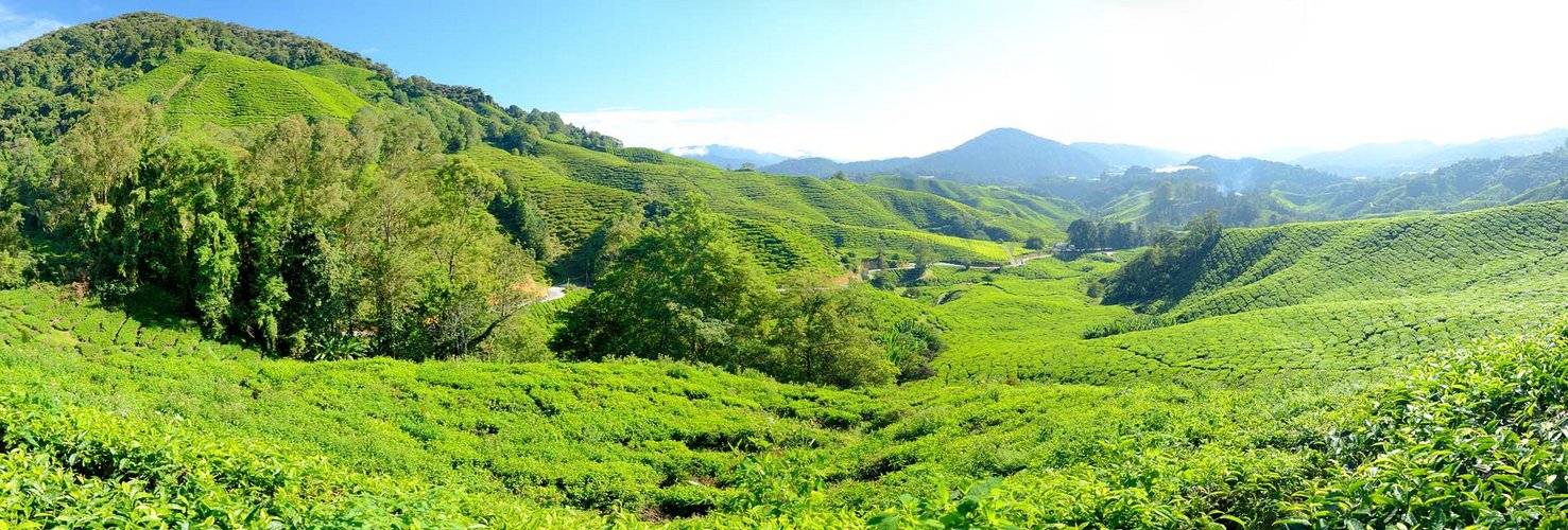 Teeplantagen, Malaysia Cameron Highlands