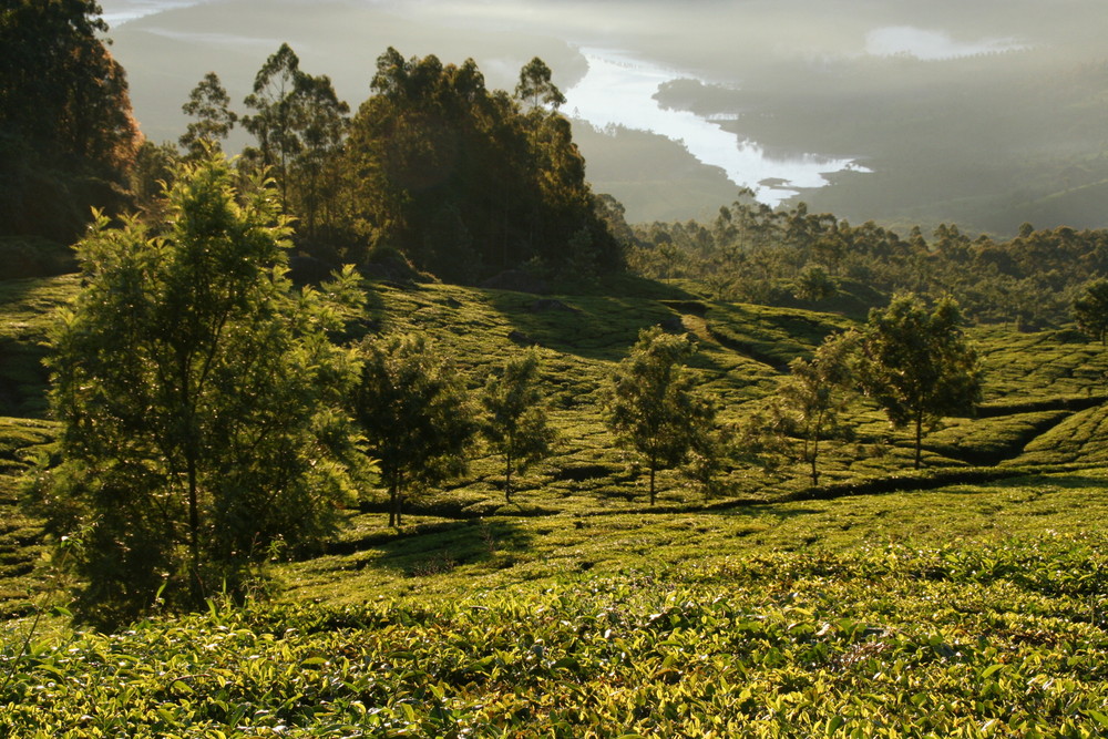 Teeplantagen Morgenlicht, Kerala, Indien + Reisestory zum Foto