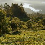 Teeplantagen Morgenlicht, Kerala, Indien + Reisestory zum Foto
