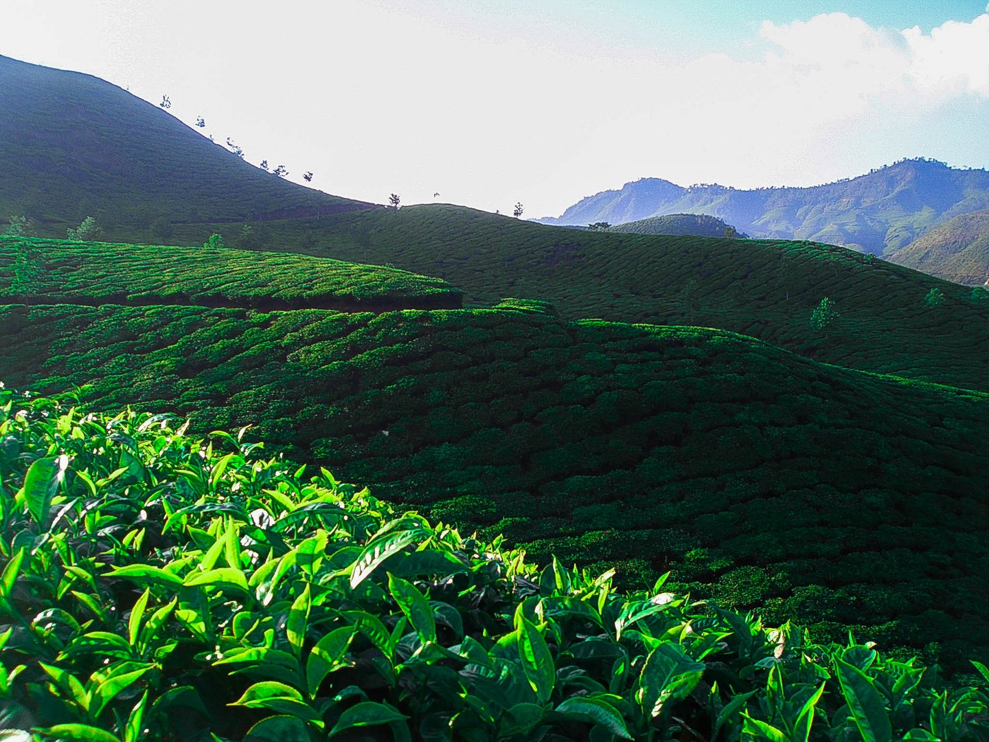 Teeplantagen, Munnar