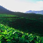 Teeplantagen, Munnar