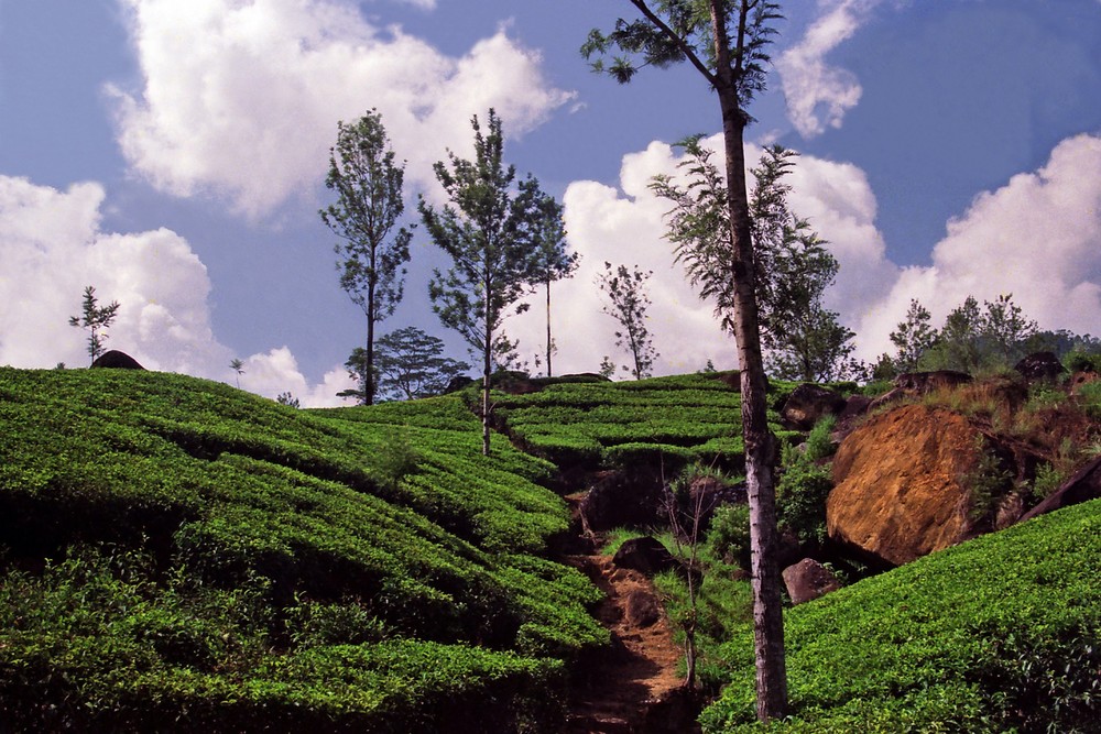 Teeplantagen, Sri Lanka