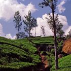 Teeplantagen, Sri Lanka