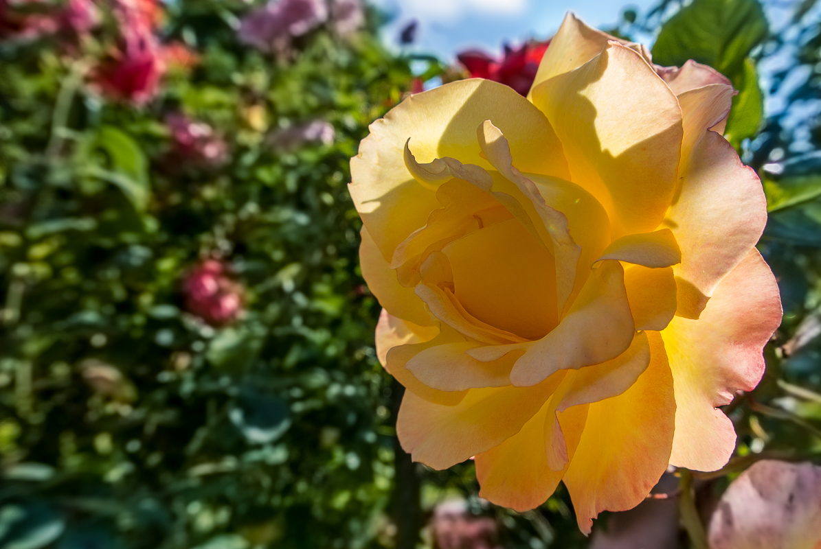 Teerose Foto & Bild landschaft, garten & parklandschaften, sommer