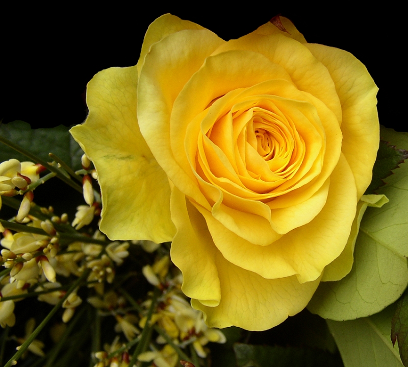 Teerose Foto & Bild pflanzen, pilze & flechten, blüten