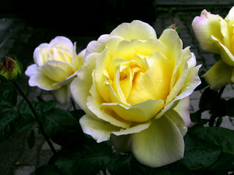 Teerose Foto & Bild pflanzen, pilze & flechten, blüten