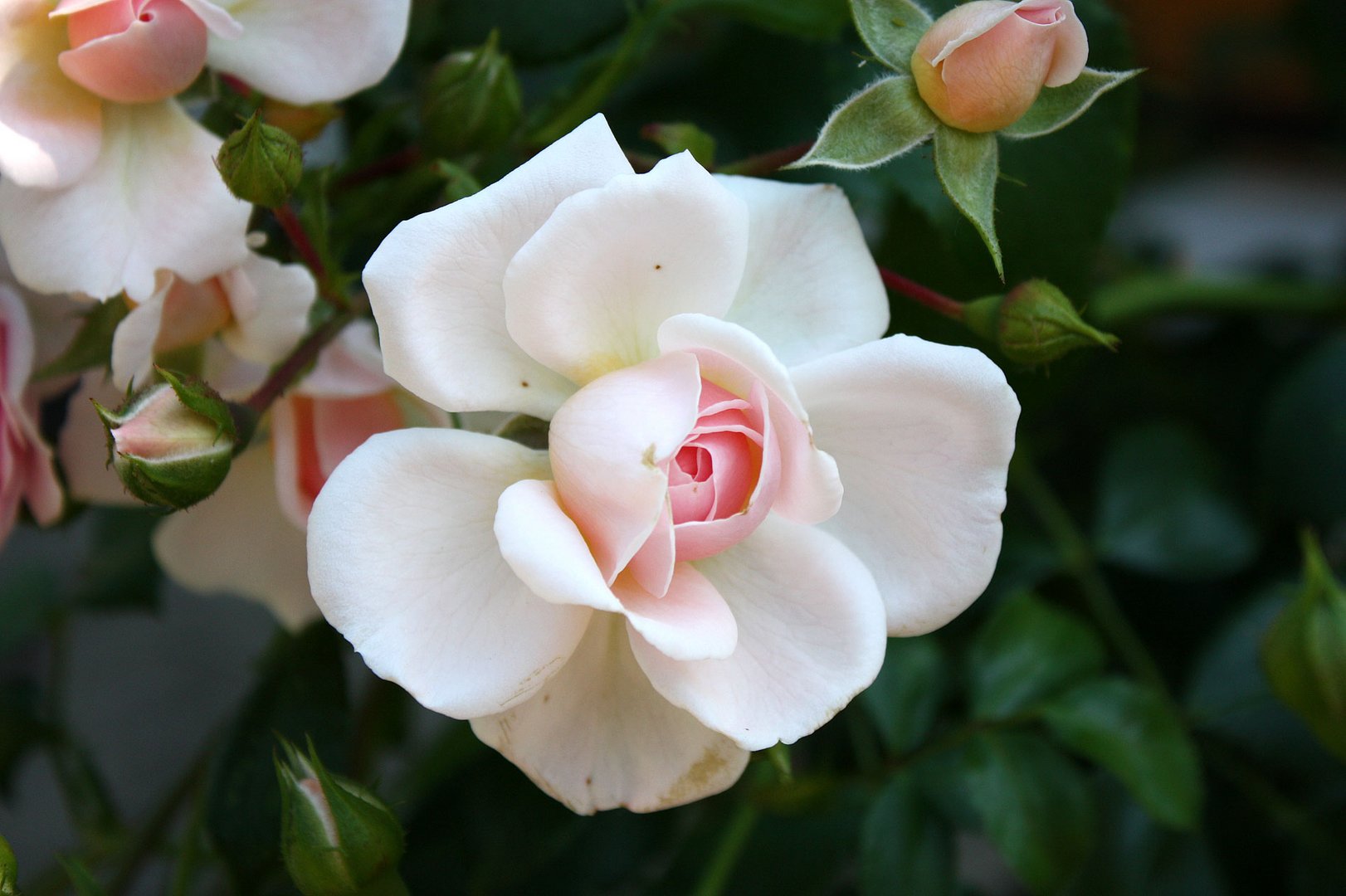 Teerosen in Hülle und Fülle_ Foto & Bild rosen, makro, natur Bilder