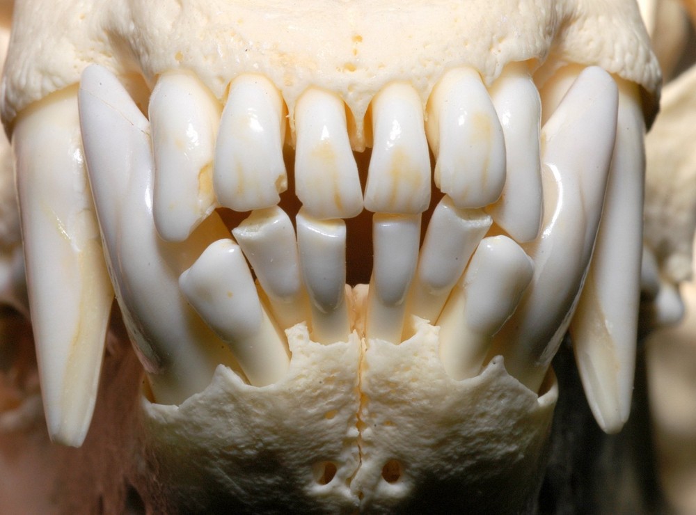 Teeth of a badger (Dachse)