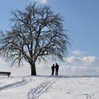 Teffpunkt : bei der Bank am Baum ...