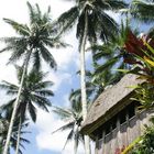 Tegal alang, Ubud - Indonesia