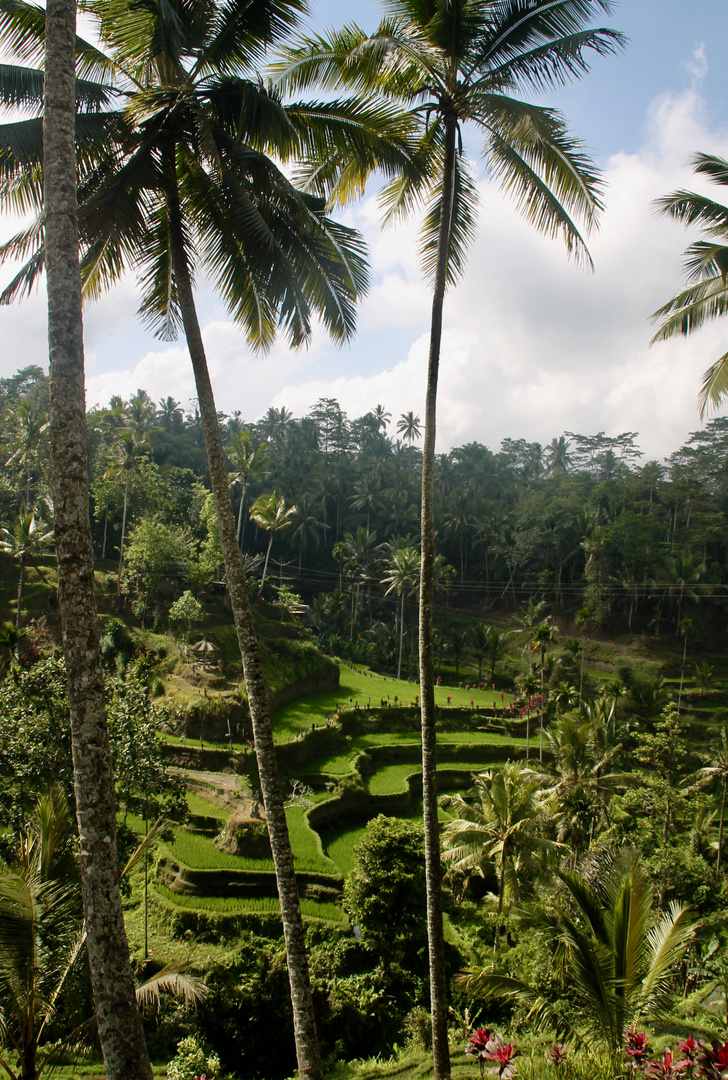 Tegalalang Rice Terrace - Ubud-Bali Indonesia