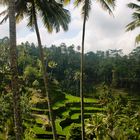 Tegalalang Rice Terrace - Ubud-Bali Indonesia