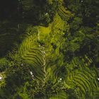 Tegallalang Rice Terrace, Ubud