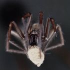 Tegenaria Atrica (oder Domestica....?)