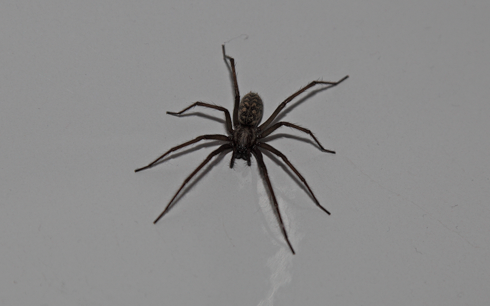 Tegenaria domestica