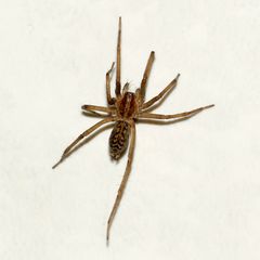 Tegenaria domestica