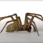 *Tegenaria domestica*