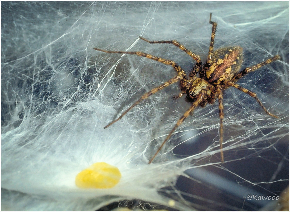 Tegenaria ferruginea