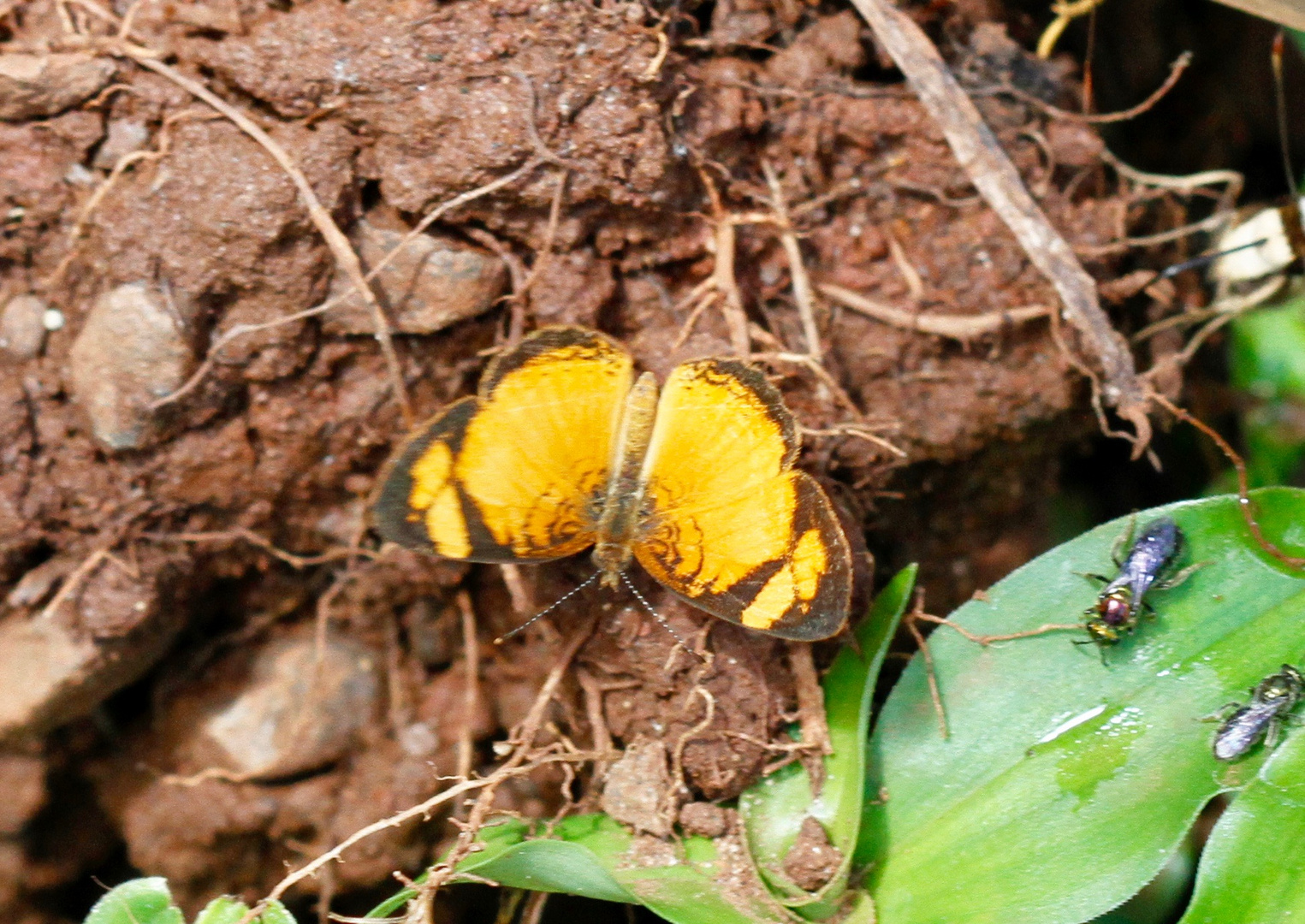 Tegosa orobia oder T. claudina