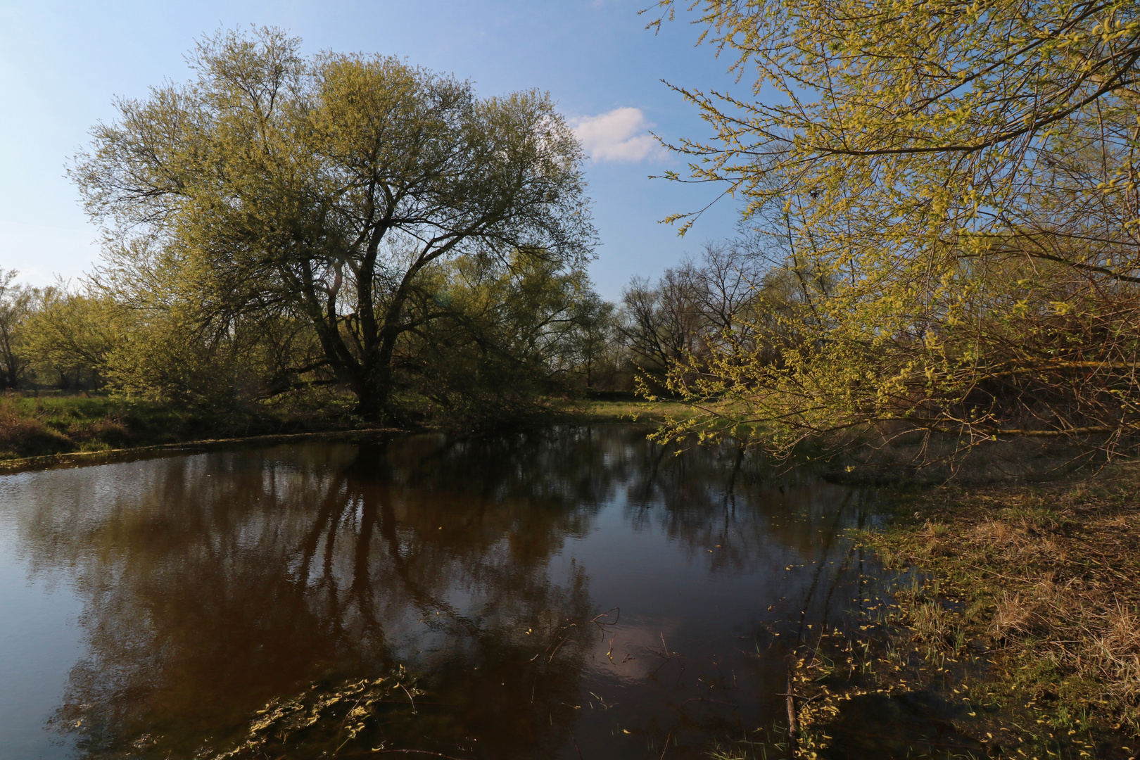 Teich am Anger