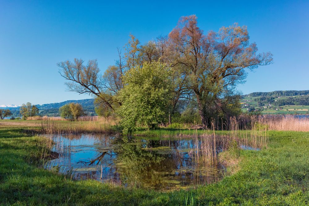 Teich am Greifensee