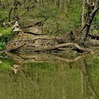 Teich am Lüntenbecker Schloss