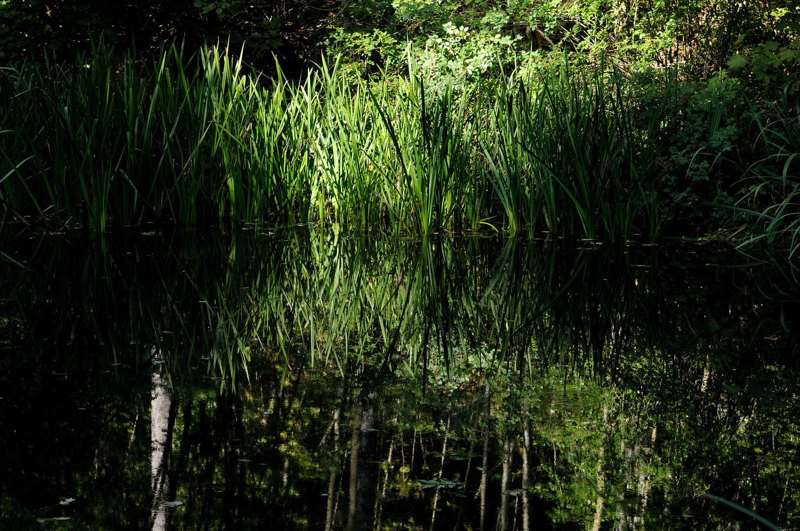 Teich am Oberbergweg bei Balsthal