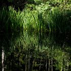 Teich am Oberbergweg bei Balsthal