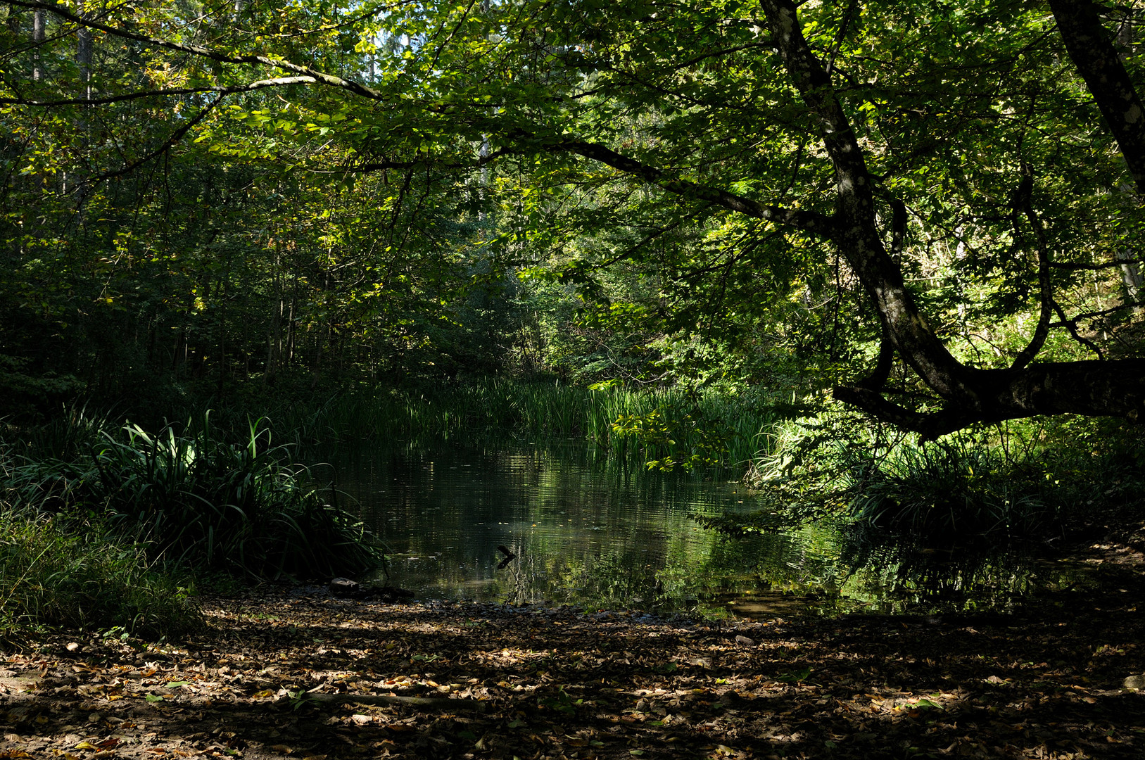 Teich am Oberbergweg oberhalb Balsthal Schweiz