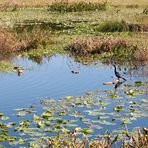 Teich am Parkplatz der Gulf-Gate Mal