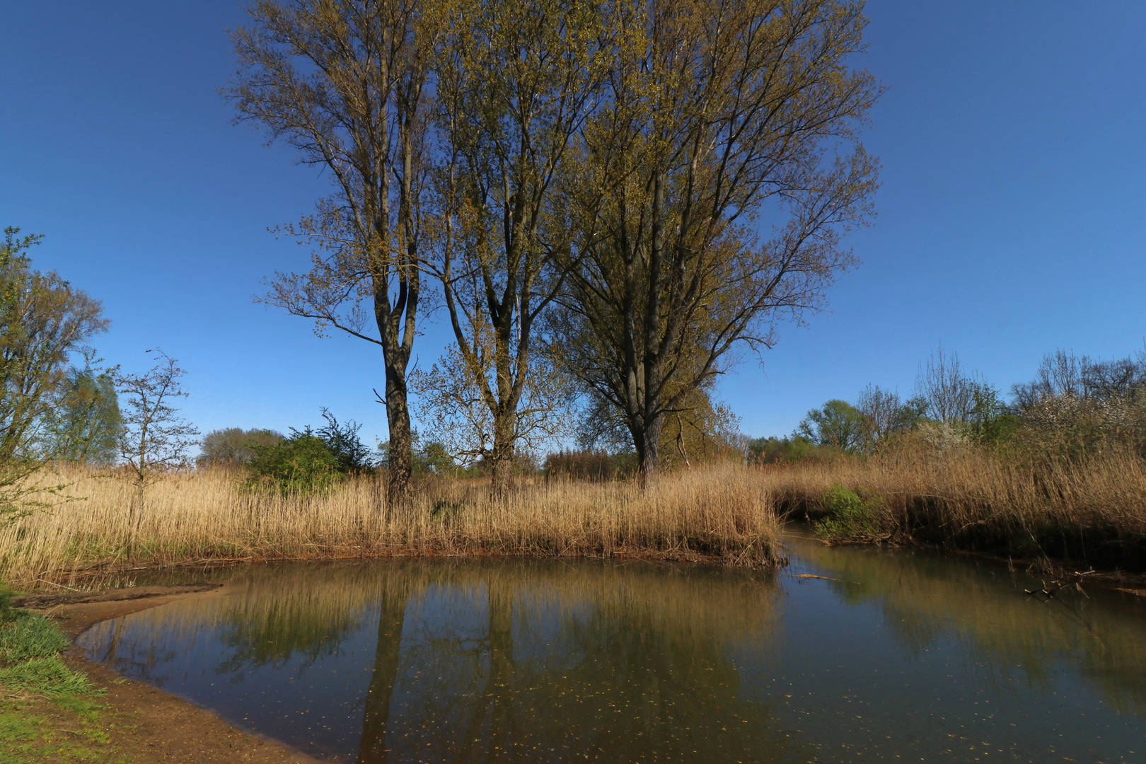 Teich am Schunterfluss