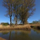 Teich am Schunterfluss