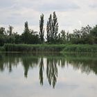 Teich am Spiegeltag