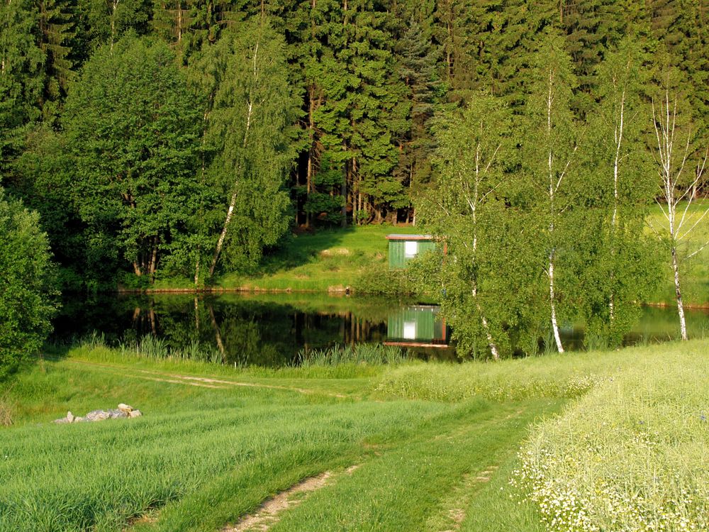 Teich am Waldesrand