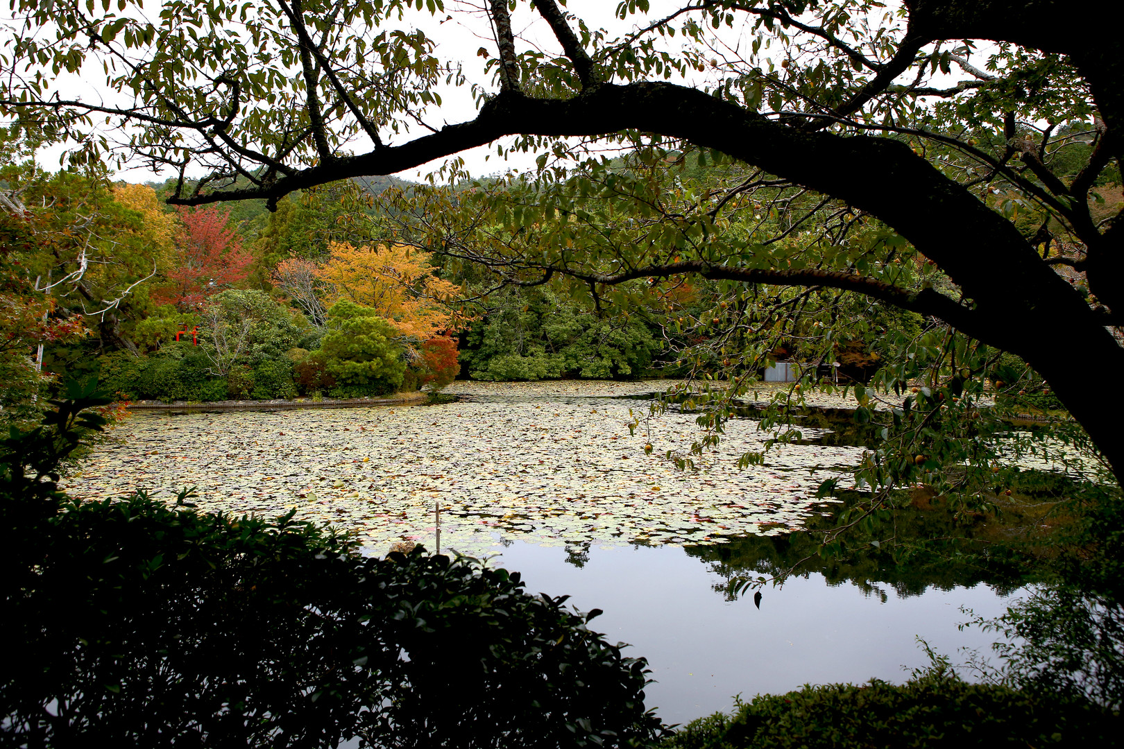 Teich am Zen-Garten