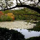 Teich am Zen-Garten