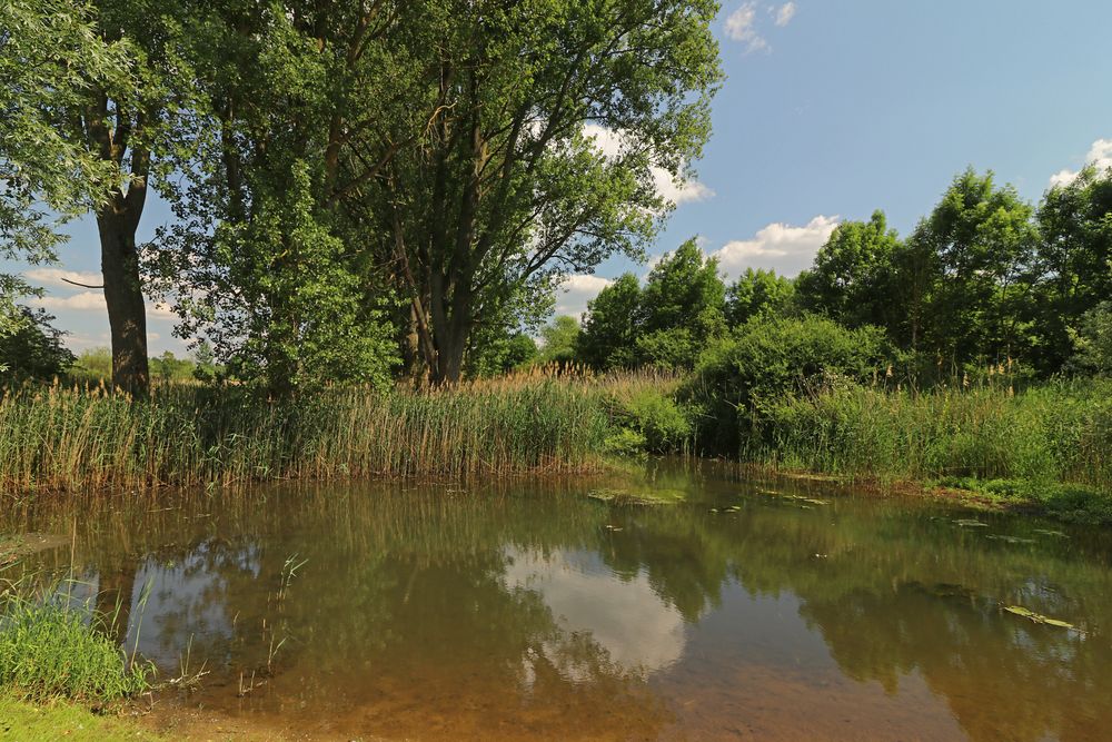 Teich an der Einmündung Foto & Bild landschaften, sommer, wasser