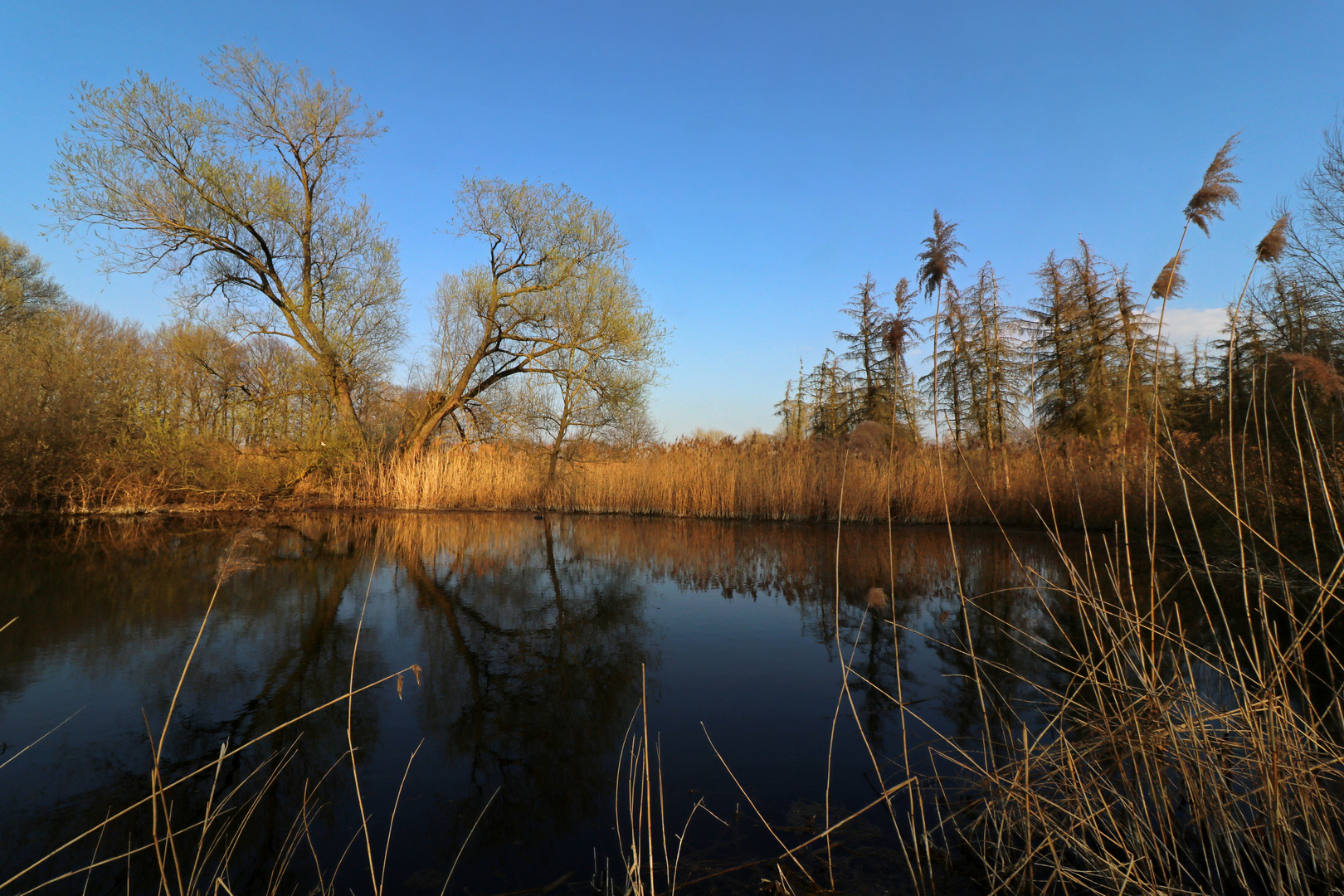 Teich auf der Rohrwiese