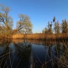 Teich auf der Rohrwiese