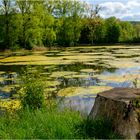 Teich bei Aue in Hessen